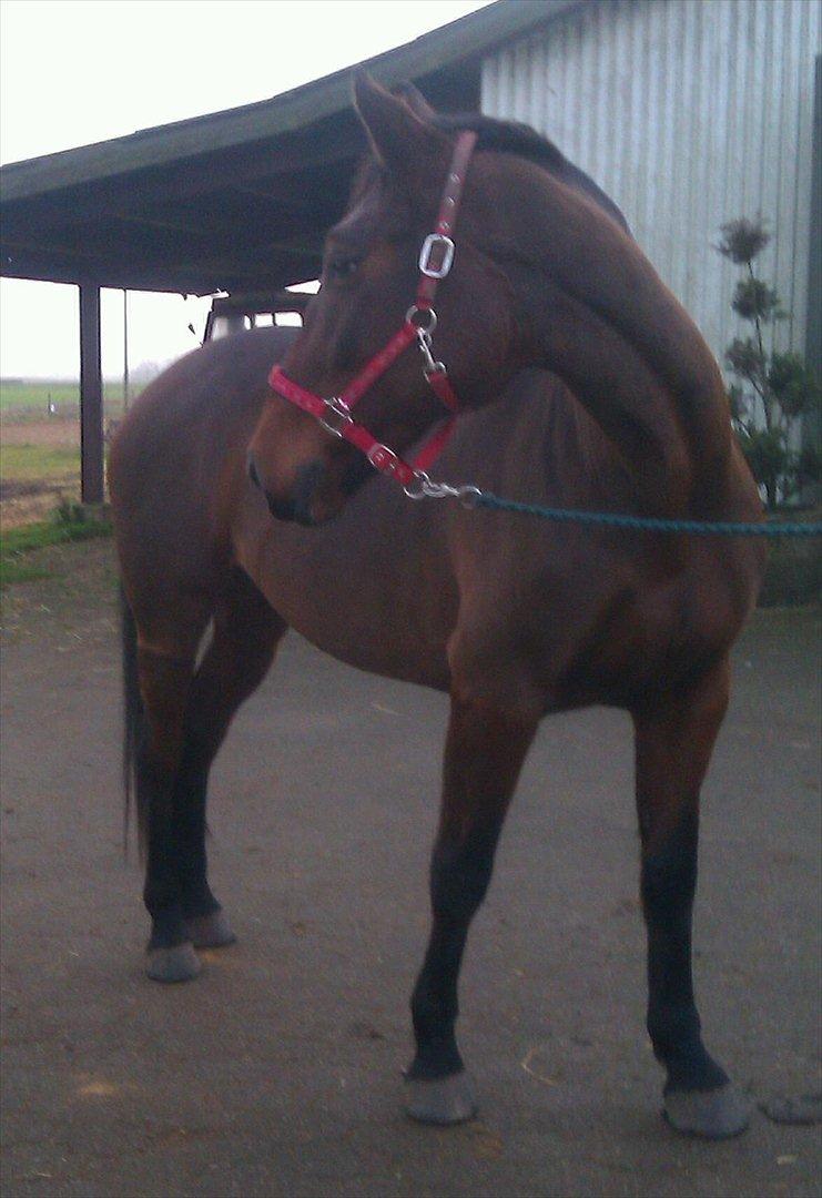 Anden særlig race Ziva Davîd  - november 2011 billede 16