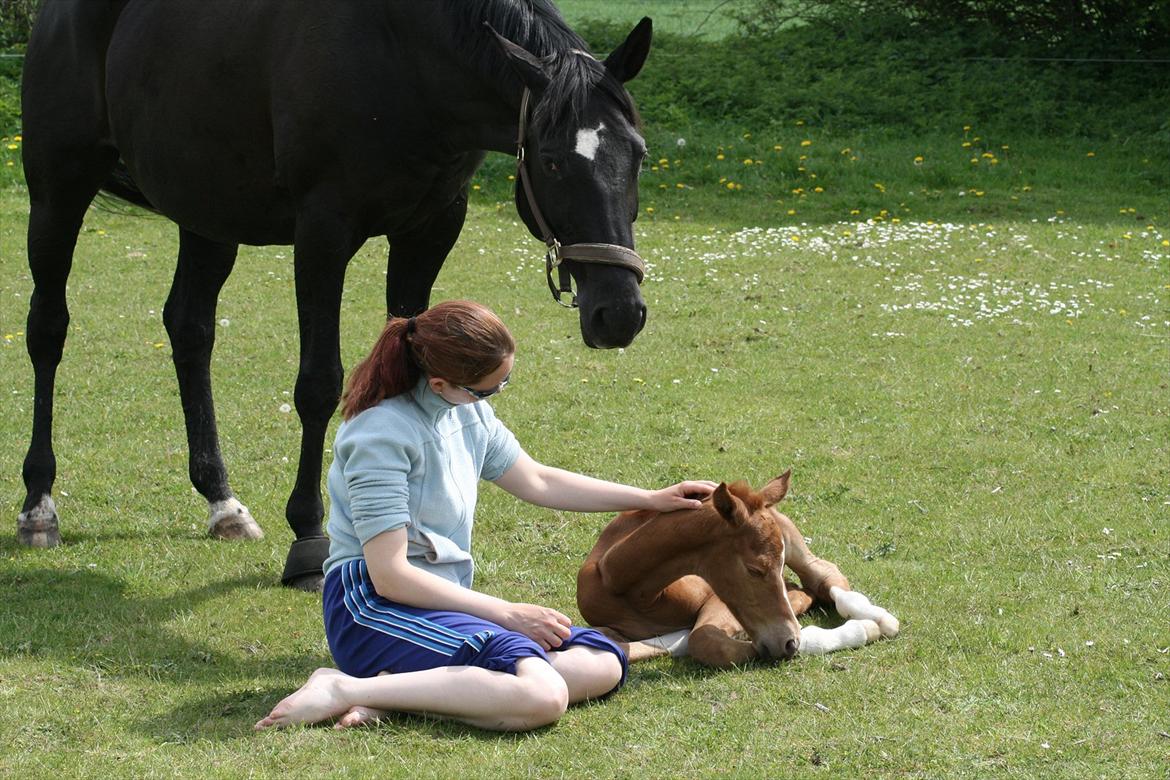 Trakehner Shadez billede 19