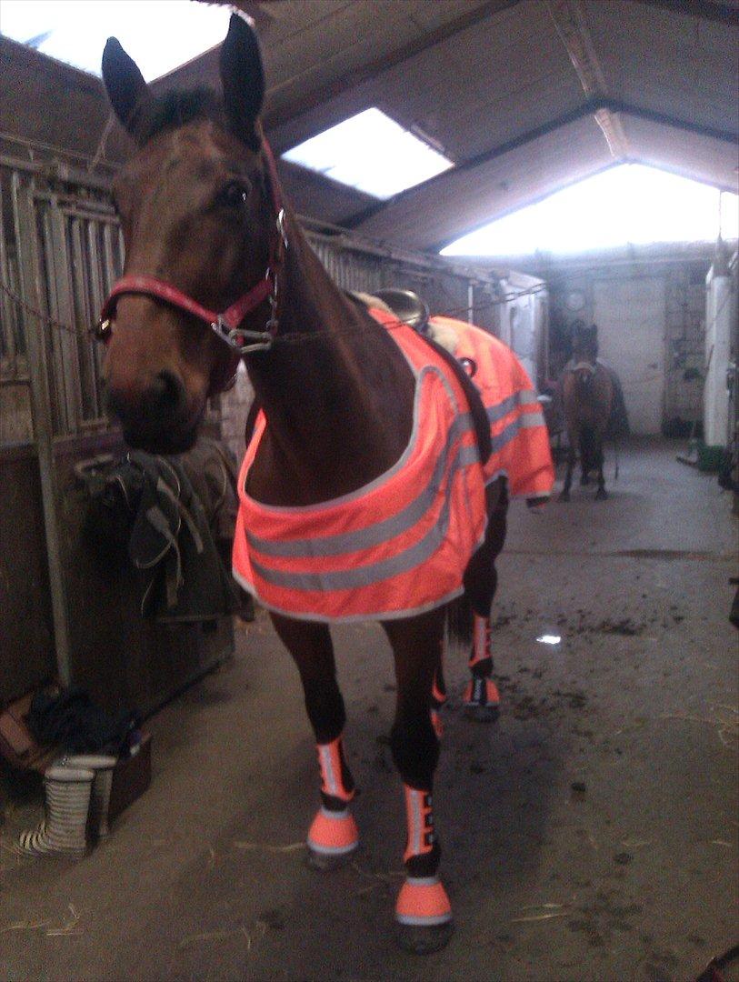 Anden særlig race Ziva Davîd  - ziva. december 2011 billede 17