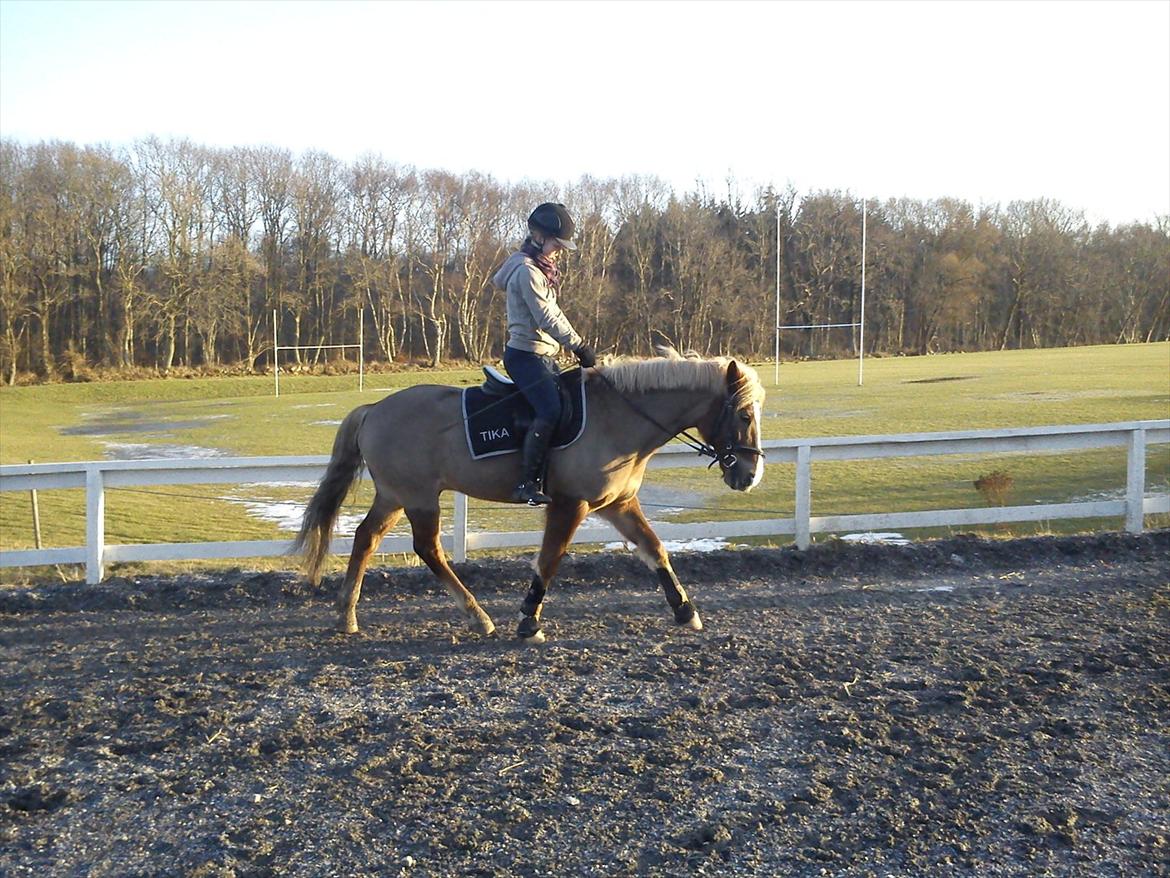 New Forest Sun Fire l Soulmate l - Dressur Træning 17.2.12 :'D 
Første ''rigtige'' træning i næsten 3 uger ! ö Basse dejlig dyr :'D  billede 9