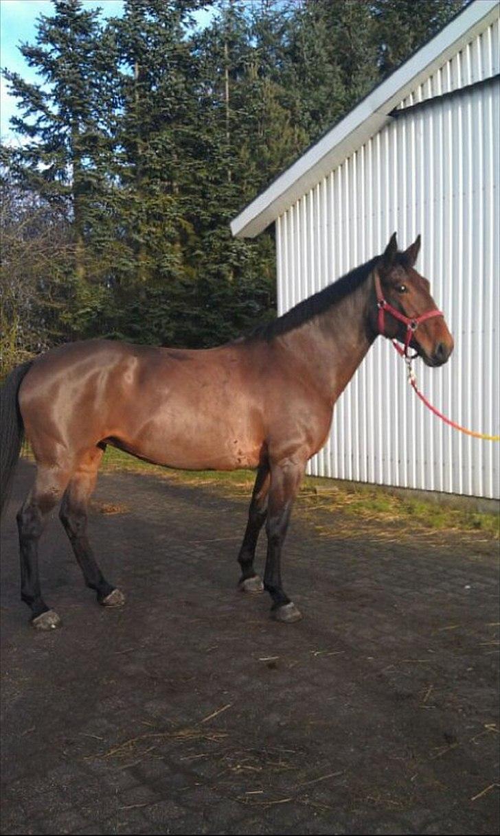 Anden særlig race Ziva Davîd  - Ziva januar 2012 billede 18