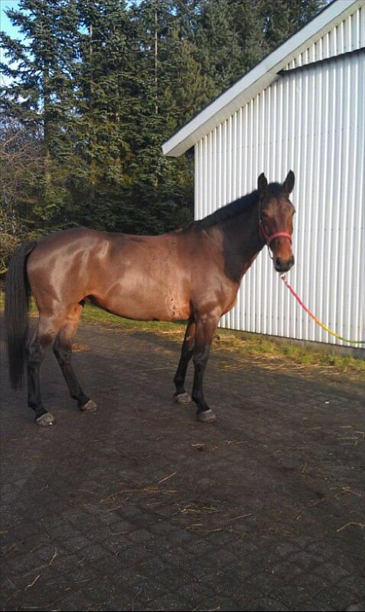 Anden særlig race Ziva Davîd  - Ziva Januar 2012 billede 19