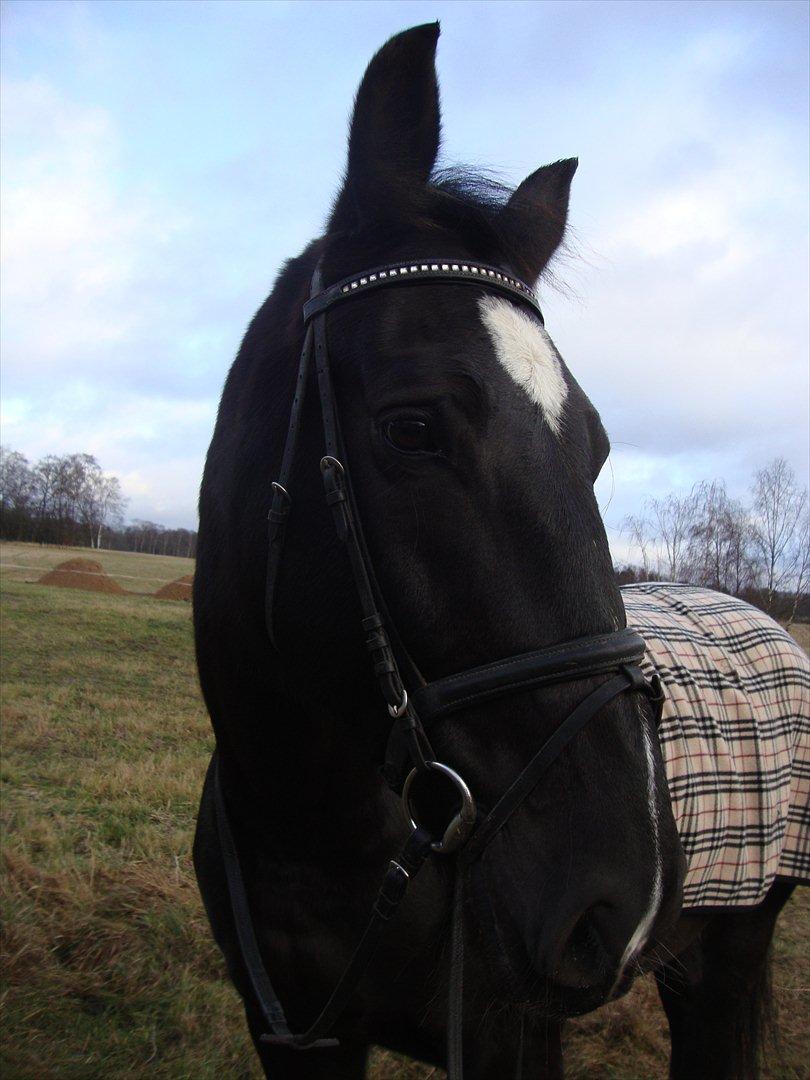 Oldenborg Larissha billede 16