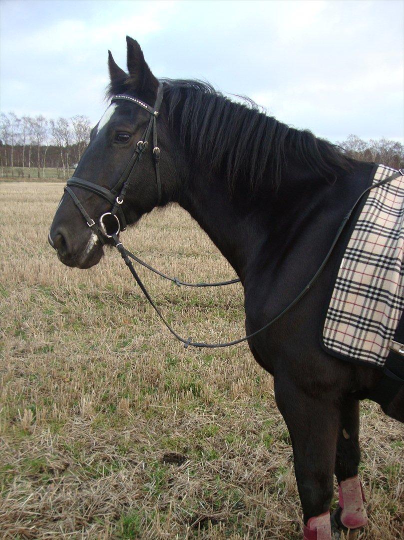 Oldenborg Larissha billede 18