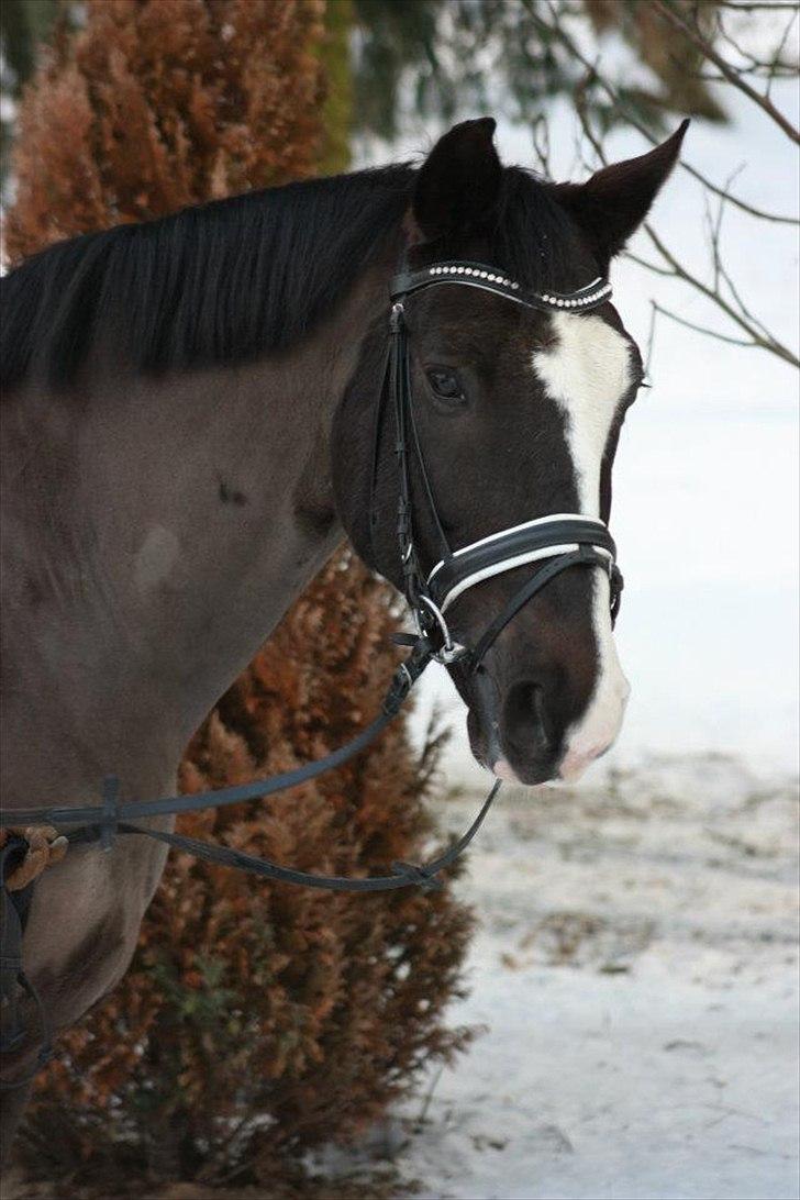 Dansk Varmblod Kastaniegården Charleston billede 5