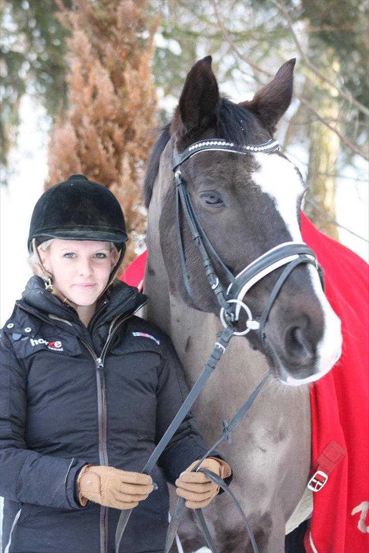 Dansk Varmblod Kastaniegården Charleston billede 6