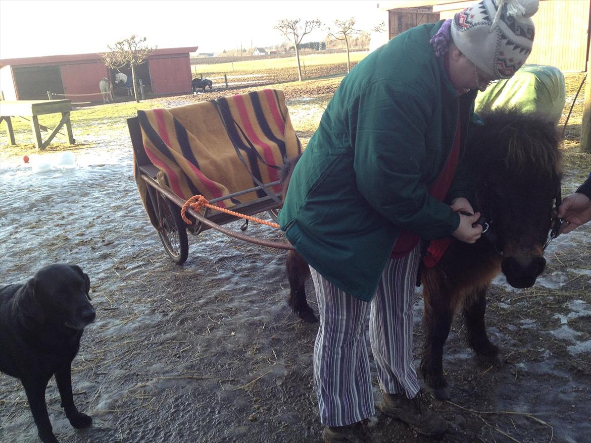 Shetlænder MIST *himmelhest* billede 16
