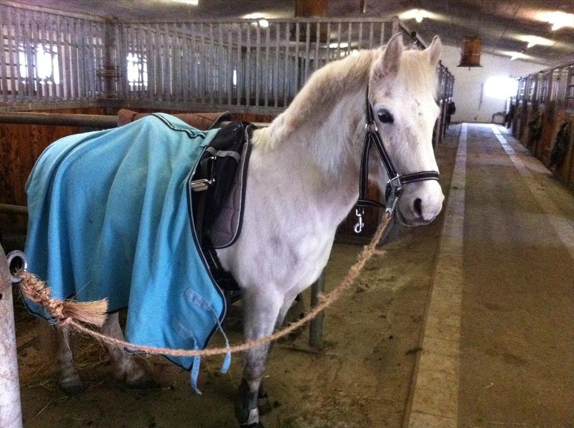 Anden særlig race Bandit "den elskede" :D <3 - Billed 14. Når man ligner en million, og hedder Bandit! :D billede 14