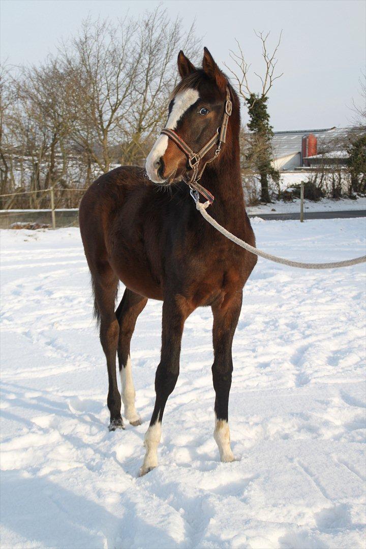 Dansk Varmblod leonardo billede 11