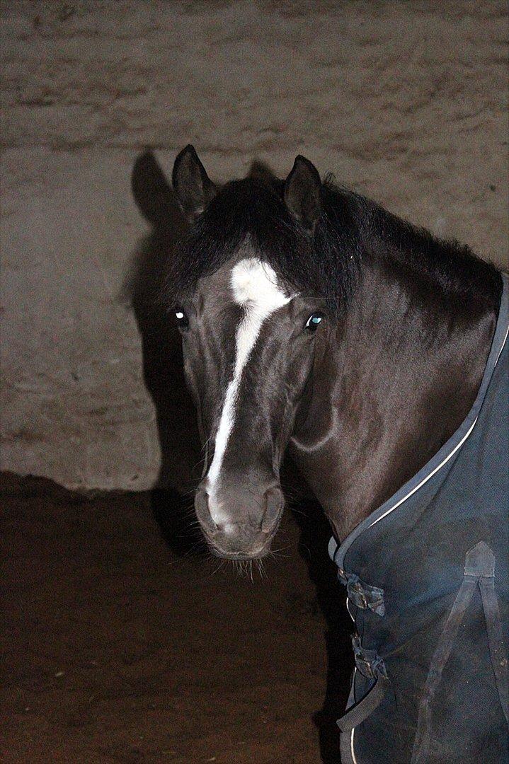 Anden særlig race Shotterfly Honey Tidl. Hest billede 15