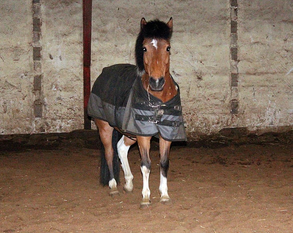 Anden særlig race Joachim Tidl. hest billede 2