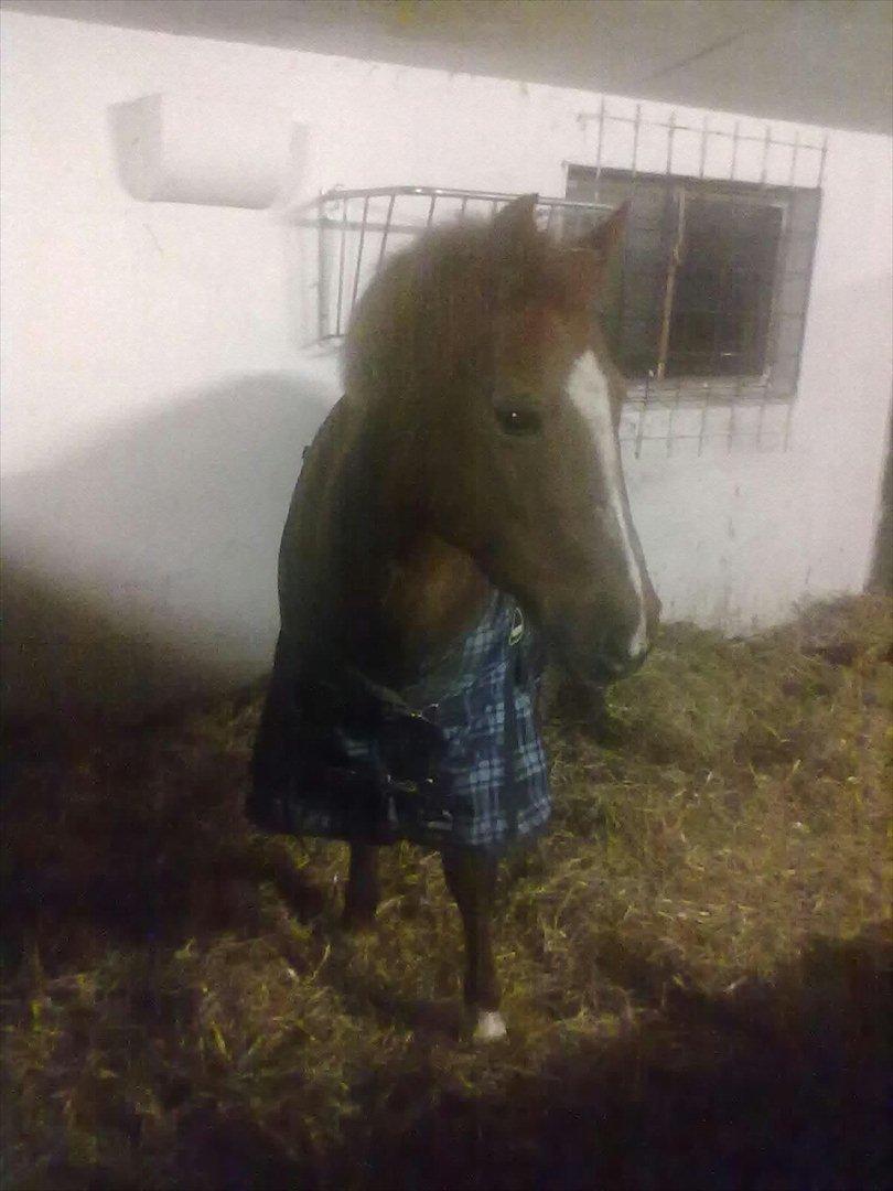 New Forest Fanta - Hvor er du sød med dækken skat♥♥ billede 1