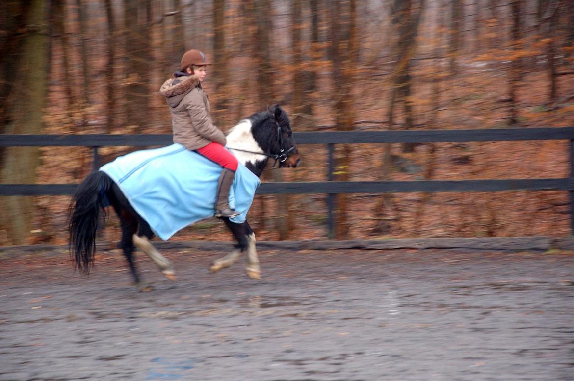 Pinto Lillefyr Part:-) billede 11