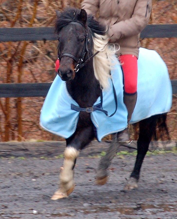 Pinto Lillefyr Part:-) billede 12