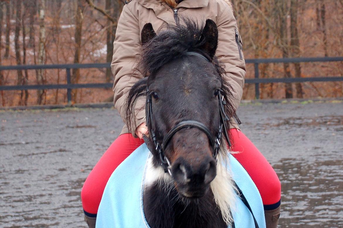 Pinto Lillefyr Part:-) billede 13