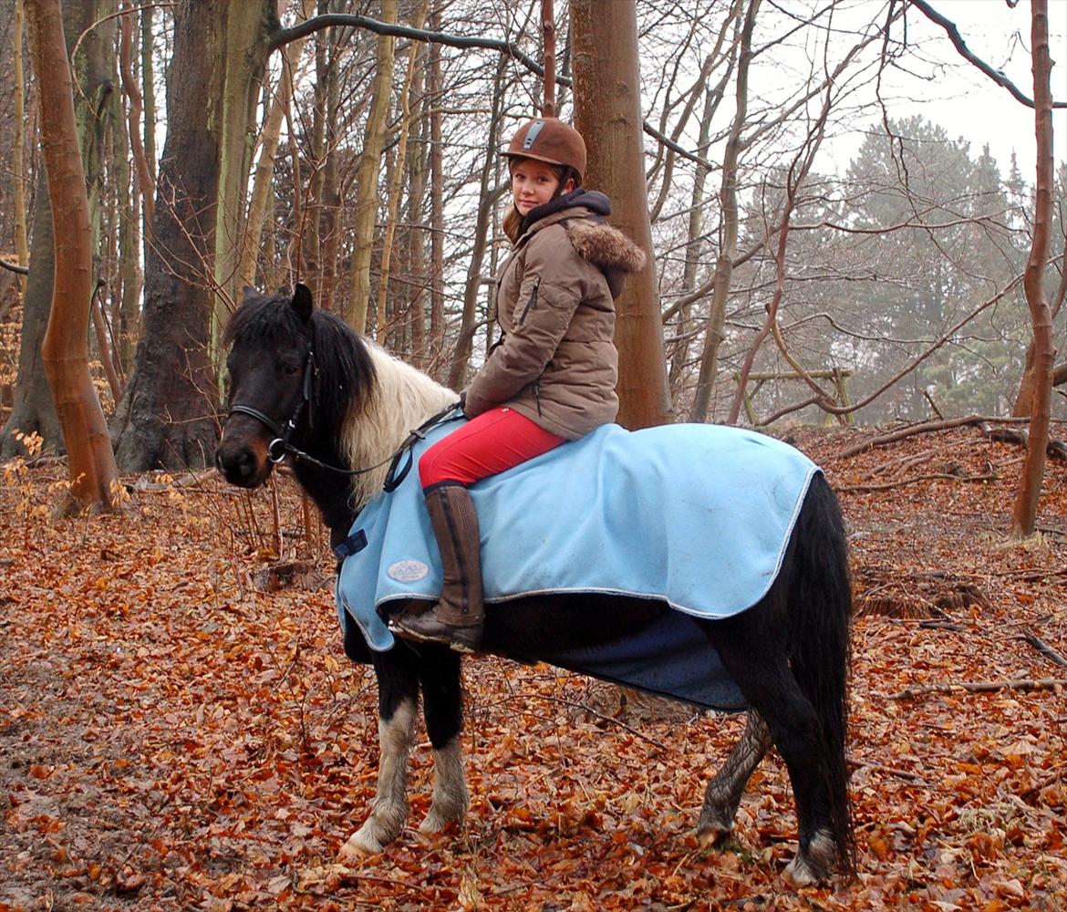 Pinto Lillefyr Part:-) billede 14