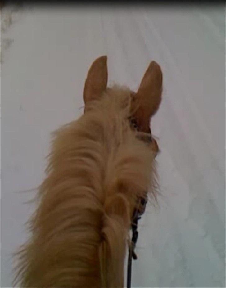 Palomino Queen Of Europe<3 - Q på tur i sneen ;-) billede 16