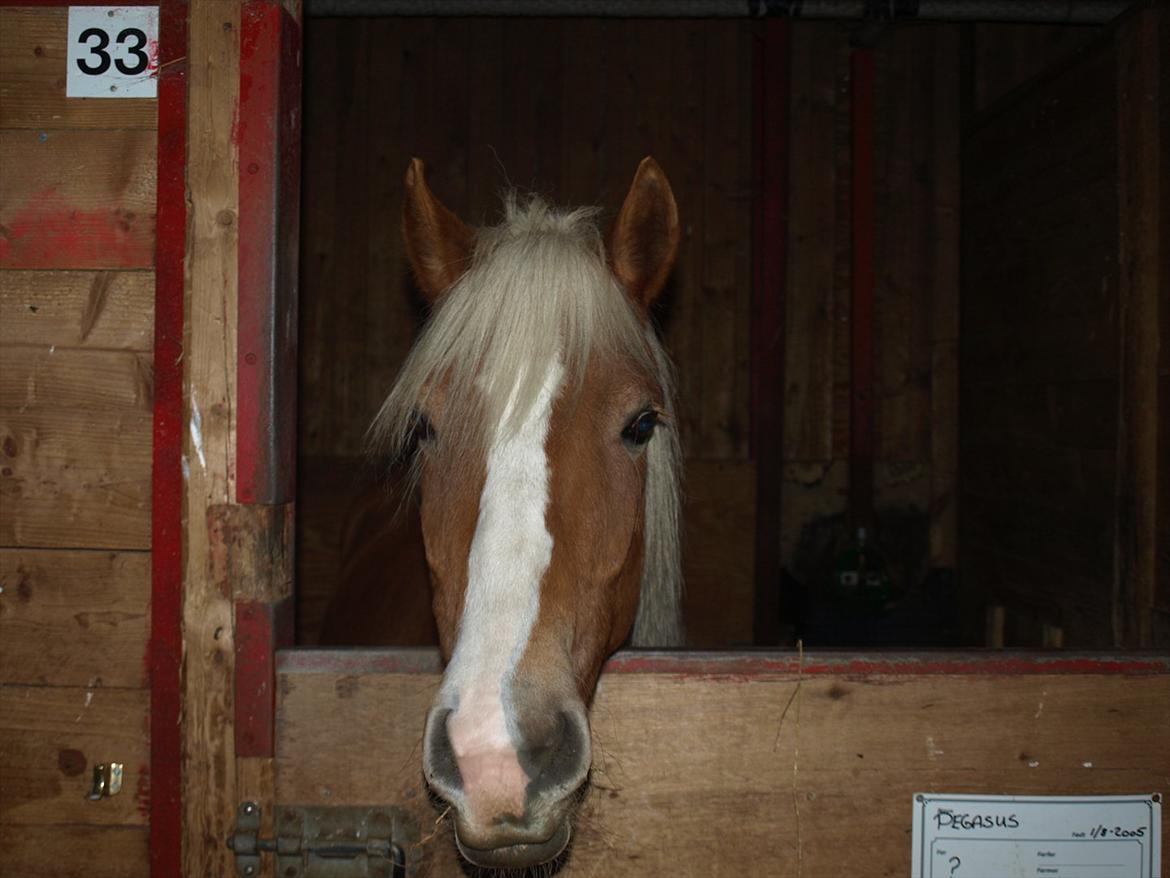 Haflinger PEGASUS billede 6