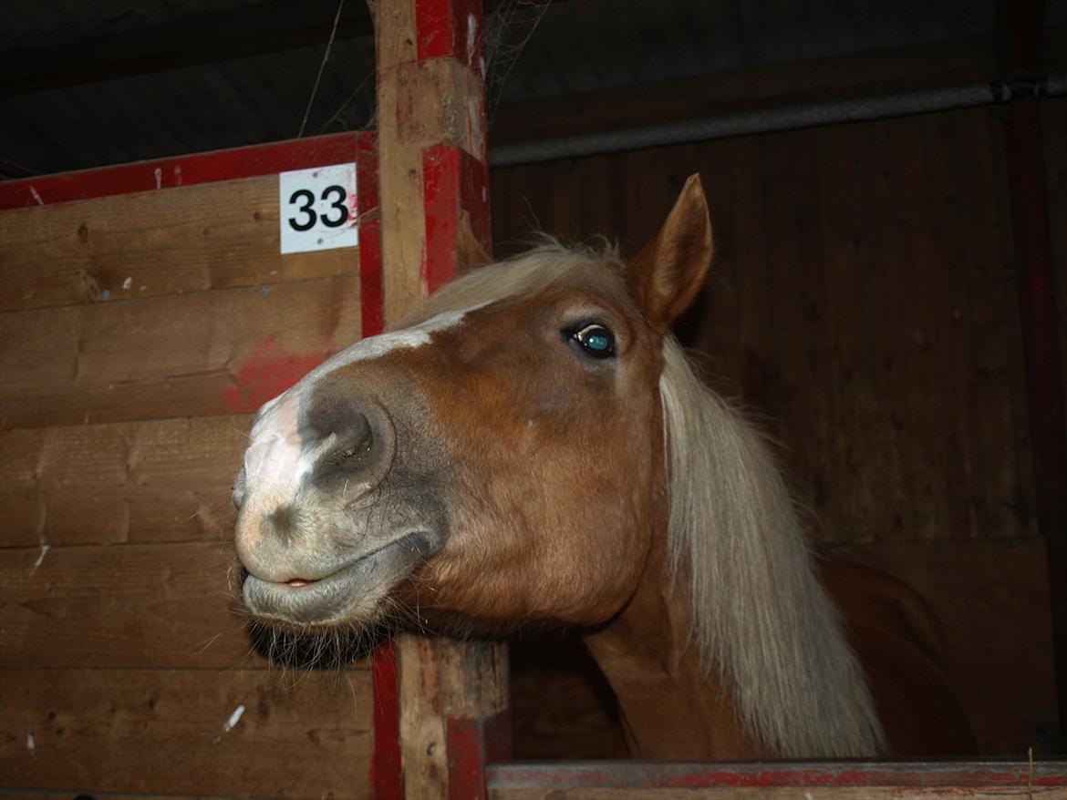 Haflinger PEGASUS - Velkommen til bassen's profil :-) lig gerne en kommentar når du alligevel kiggede forbi :-) billede 1