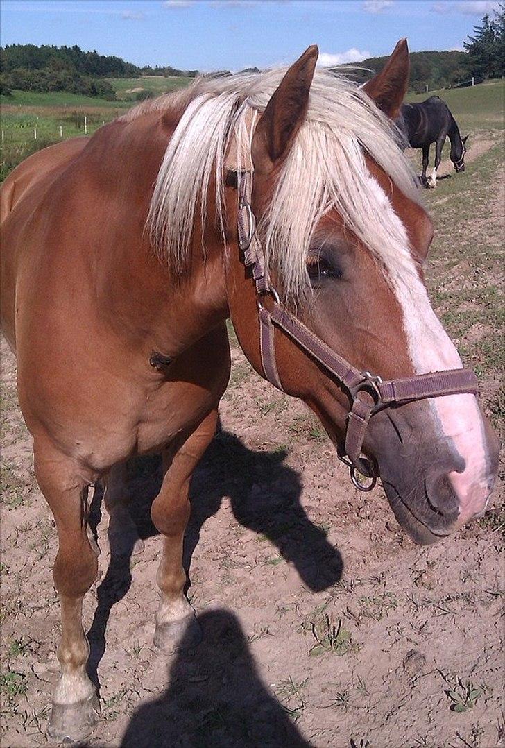 Haflinger PEGASUS billede 9