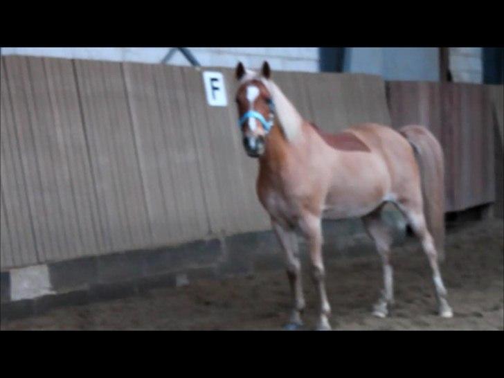 Anden særlig race Boss - Det tykke ponydyr, der ;-D billede 3