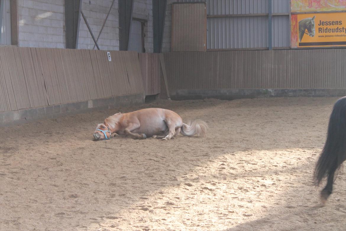 Anden særlig race Boss - Du er nu meget sød ;** billede 5