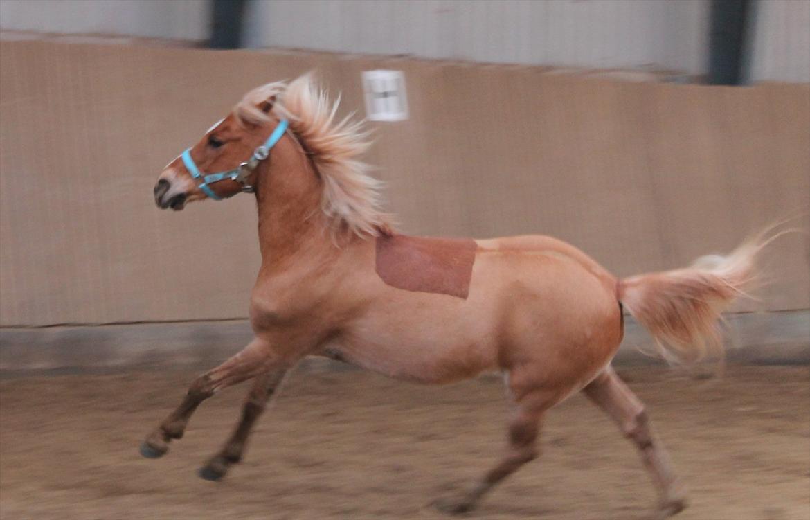 Anden særlig race Boss - Min lille dreng :-P billede 6