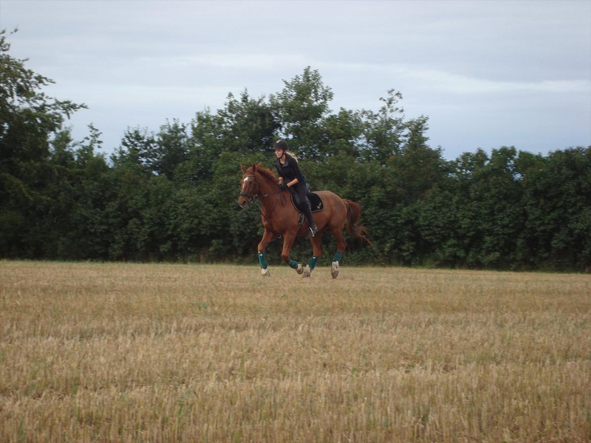 Dansk Varmblod Activ - My dream, my everything! <3 billede 14