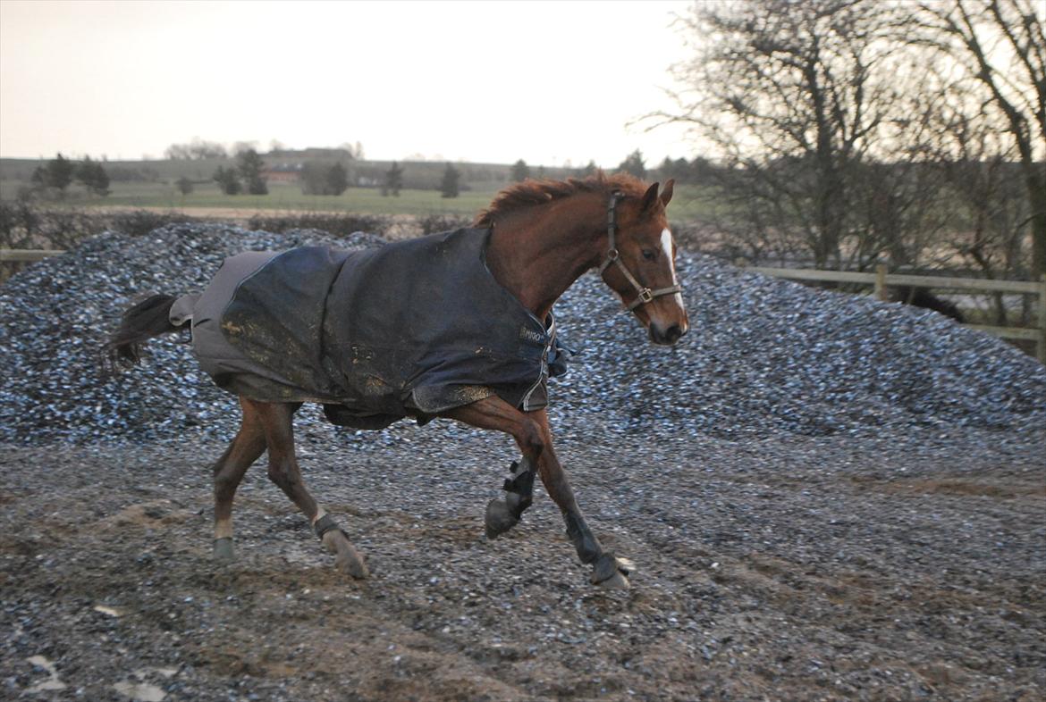 Dansk Varmblod Cometessen billede 17