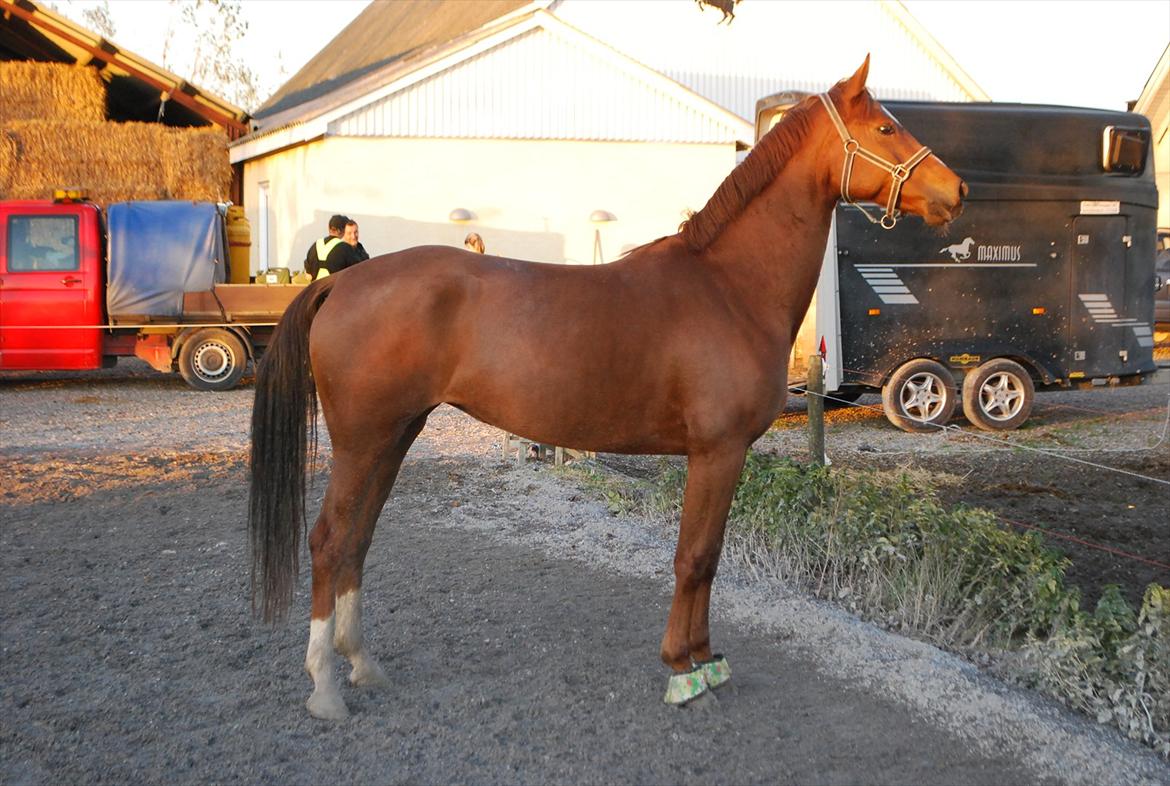 Dansk Varmblod Cometessen billede 18