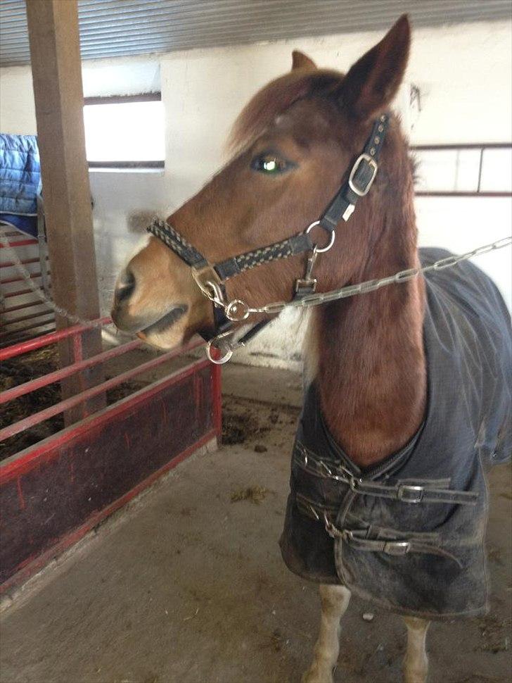 Pinto perle billede 9