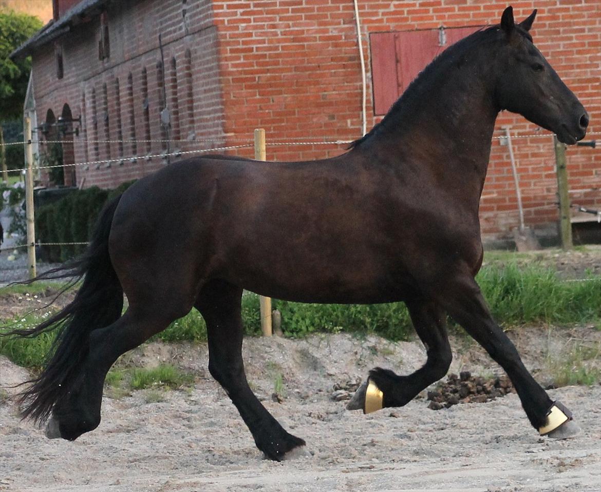 Frieser Linda A billede 11