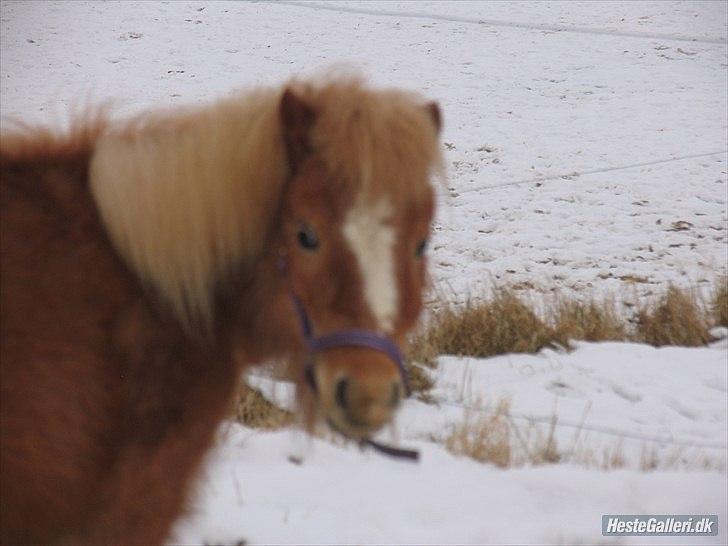 Shetlænder Jeg Elsker Dig Alberte <3<3 Smukke Dig - Jeg kigger på Sofie  så hun kan få et godt billede 
 billede 10