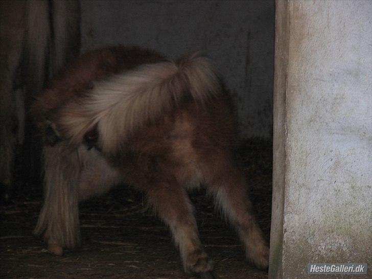 Shetlænder Jeg Elsker Dig Alberte <3<3 Smukke Dig - Jeg klør mig lidt :-D billede 12