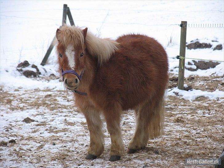 Shetlænder Jeg Elsker Dig Alberte <3<3 Smukke Dig - Hej <3 billede 13