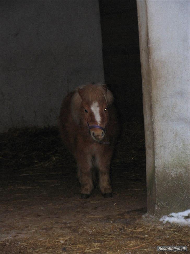 Shetlænder Jeg Elsker Dig Alberte <3<3 Smukke Dig billede 14