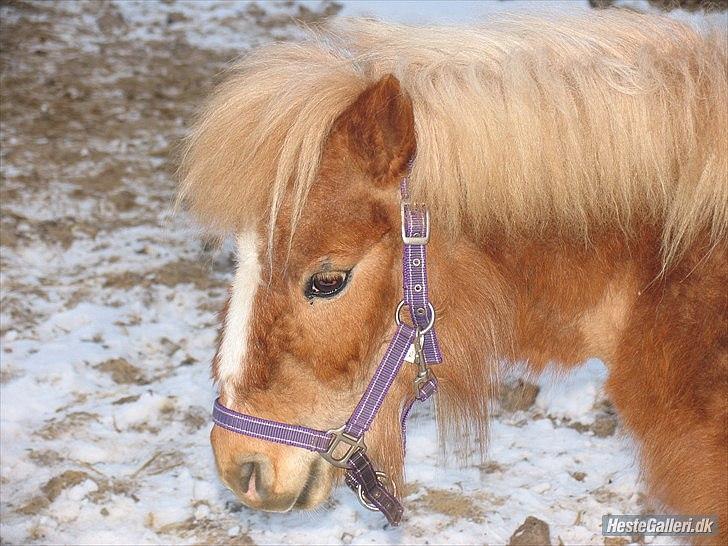 Shetlænder Jeg Elsker Dig Alberte <3<3 Smukke Dig - Jeg elsker dig <3 billede 15