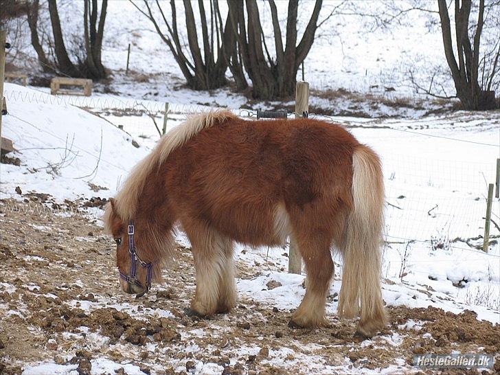 Shetlænder Jeg Elsker Dig Alberte <3<3 Smukke Dig - Jeg går her hen og ser om der er noget mad. hehe :-P billede 16