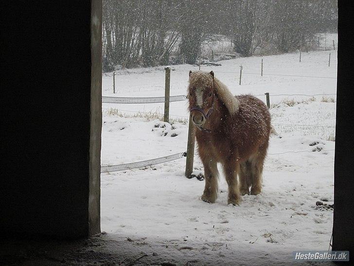 Shetlænder Jeg Elsker Dig Alberte <3<3 Smukke Dig - Huuha det sner hehe <3  billede 17