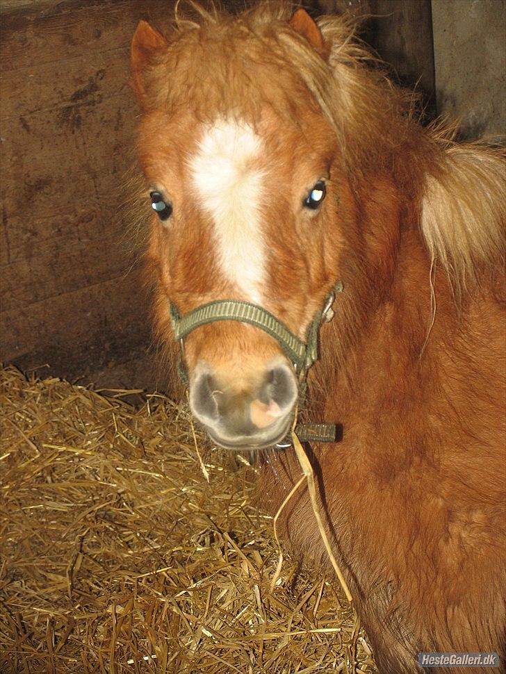 Shetlænder Jeg Elsker Dig Alberte <3<3 Smukke Dig - Miig :-D  billede 18