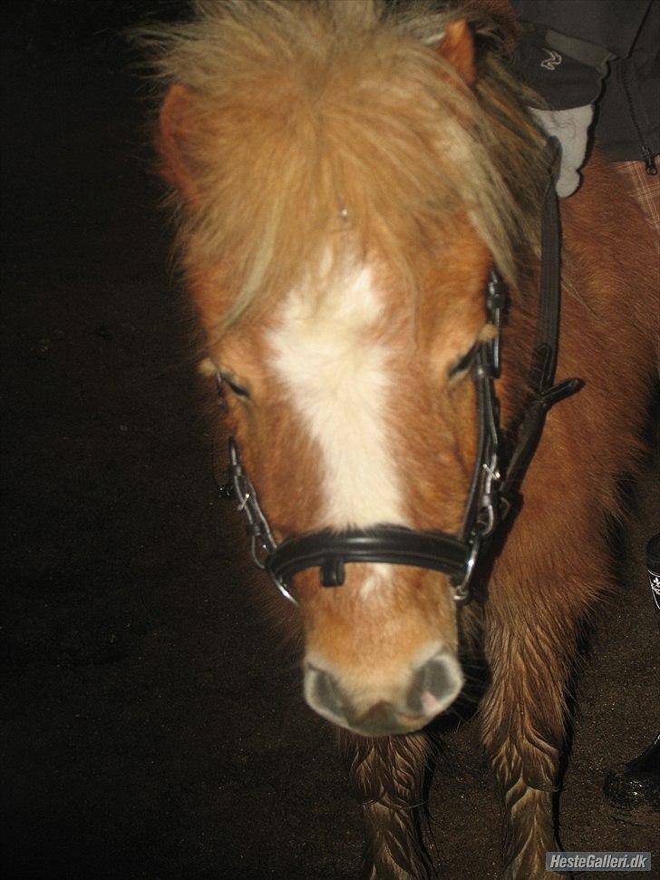 Shetlænder Jeg Elsker Dig Alberte <3<3 Smukke Dig - Mig med mit nye hovedtøjle billede 19