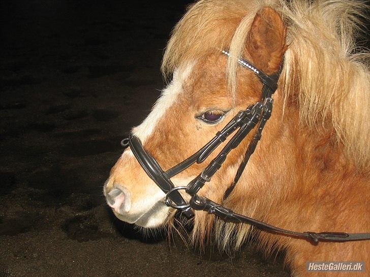 Shetlænder Jeg Elsker Dig Alberte <3<3 Smukke Dig - Er jeg ikke bare så smuk <3
med mit hovedtøjle
 billede 20