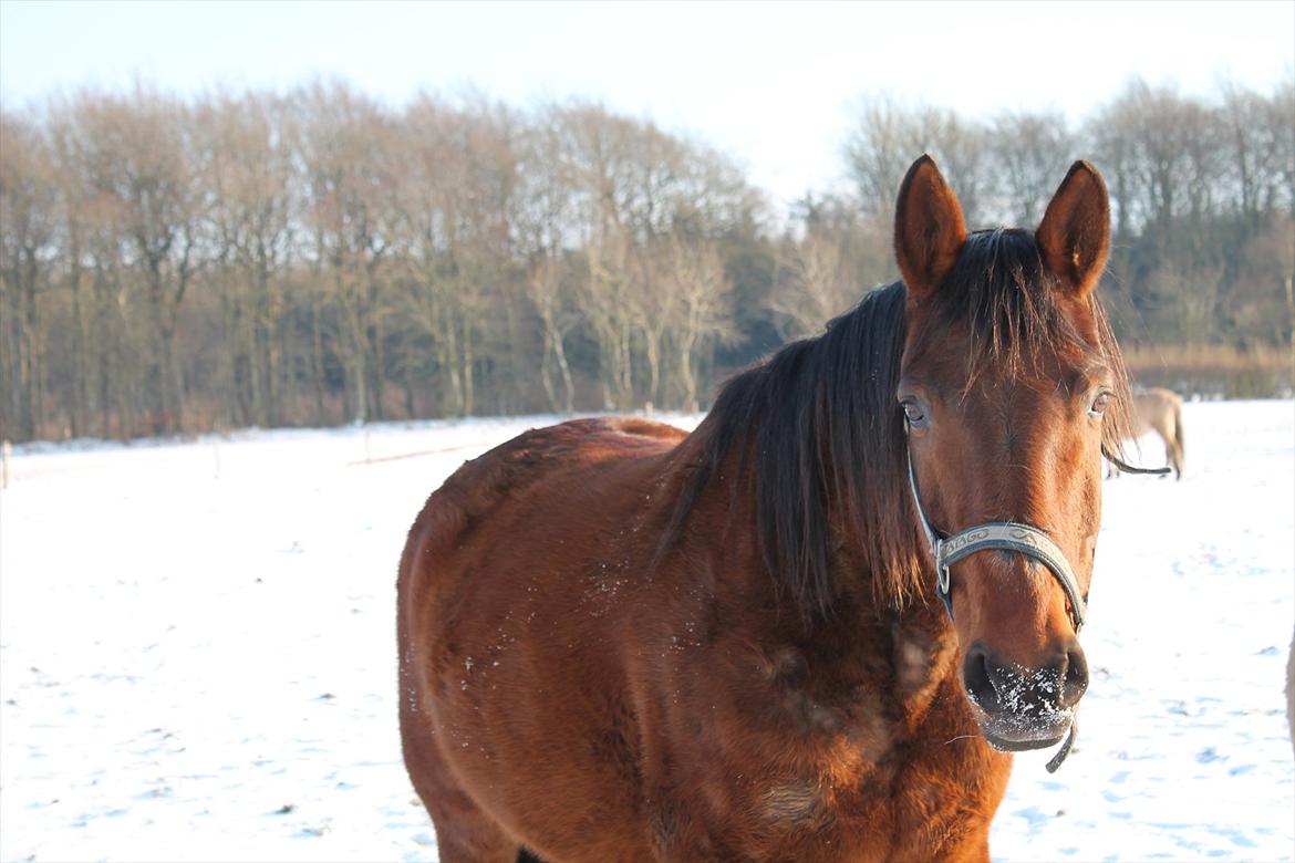 Dansk Varmblod Jackpot - Søde dig i sneen <3 billede 6