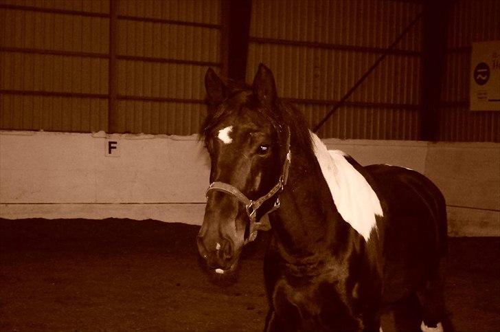 Pinto ludvig billede 13