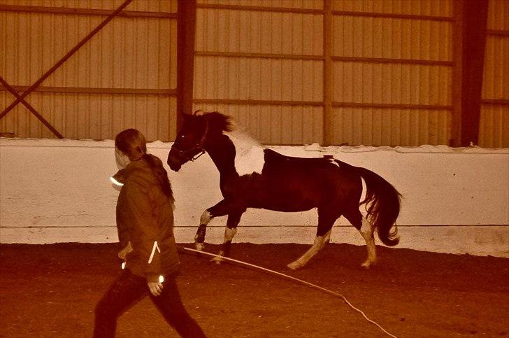 Pinto ludvig billede 14