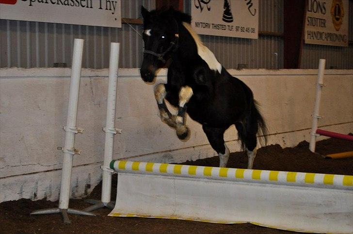 Pinto ludvig billede 15