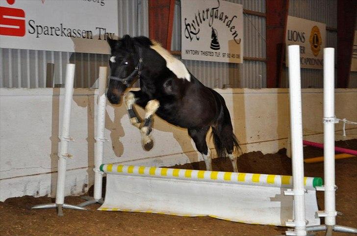 Pinto ludvig billede 16