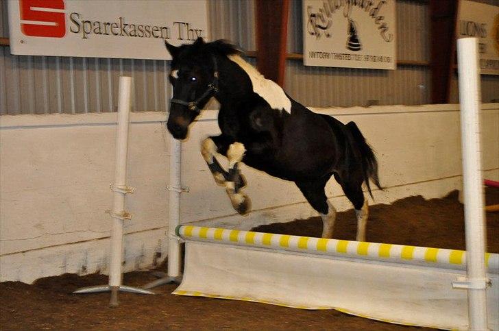 Pinto ludvig billede 17