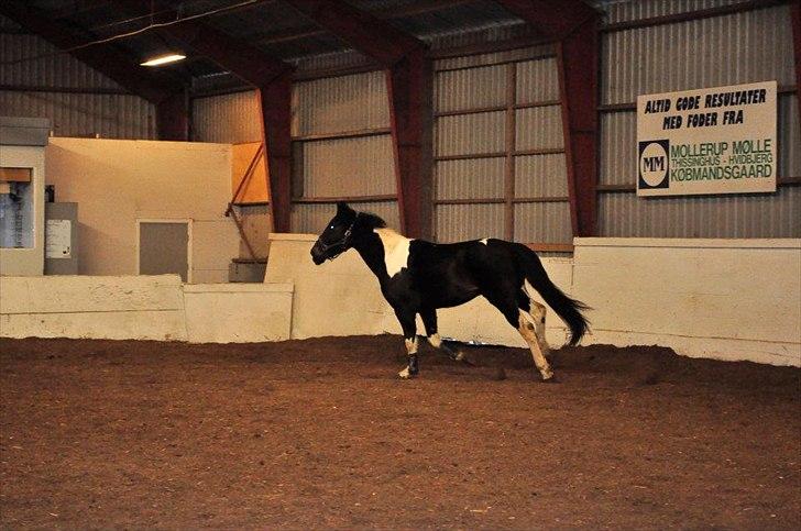 Pinto ludvig billede 18