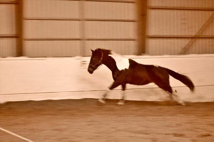 Pinto ludvig billede 19